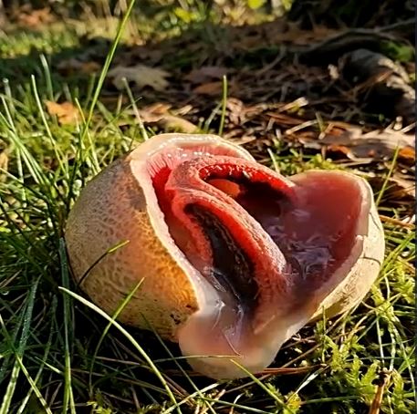 An Unexpected Discovery in My Garden Took Me by Surprise