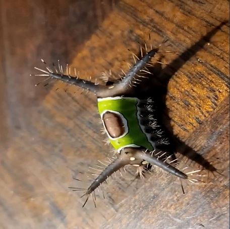 A Single Fallen Leaf That Led to a Thoughtful Pause