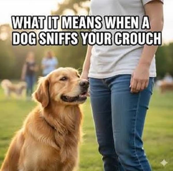 Why Do Dogs Sniff Human Crotches?
